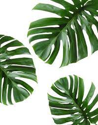 There are a large variety of both plant and animal species in the tropical rainforest biome. Tropical Leaf Printable Art Monstera Leaves Tropical Leaves Tropical Decor Green Wall Decor Instant Download Wall Art In 2021 Wall Art Canvas Painting Green Wall Decor Plant Wallpaper