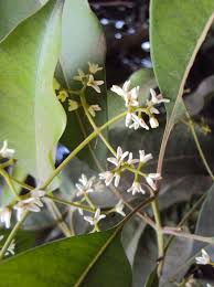 Image result for Chionanthus