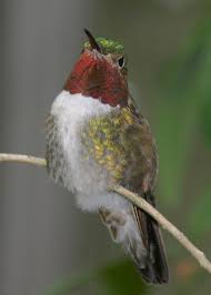 Black Bird With White Chest Colorado Broad Tailed Hummingbird Male May Be Viewed At Echo Lake Colorado Beautiful Birds Backyard Birds Birds