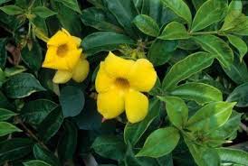 Son las selecciones de bermudas. Ficha De La Allamanda Cathartica Windowsill Garden Plants Tropical Flowers
