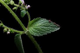 Image result for Cantinoa