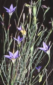 Image result for Wahlenbergia wittei