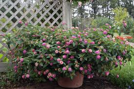 See more ideas about lantana, plants, planting flowers. Lantana Umn Extension