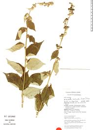 Image result for Wissadula