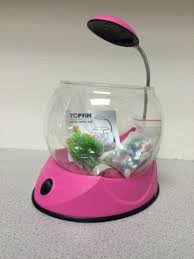 Tank mates for a betta. Petsmart Recalls Top Fin Betta Bowl Kits Due To Laceration Hazard Cpsc Gov