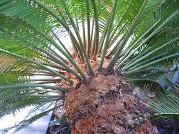 Image result for Macrozamia communis