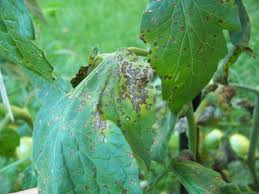 Image result for Septoria leaf spot of tomato