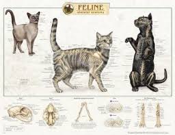 If a bone does suffer a fracture, the creation of compact bone is one of the last steps in the repair process. Amazon Com Feline Cat Skeletal System Anatomical Poster Industrial Scientific