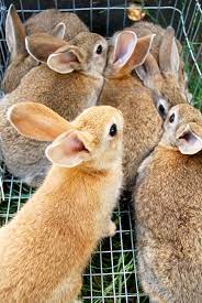 Why I Wean Rabbits At Six Weeks Abernathy S Rabbitry