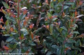 Image result for Eugenia natalitia