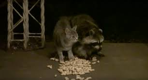 Some of their favorite foods include nuts, berries, insects, and eggs. Raccoon And Feral Cat Make The Cutest Animal Odd Couple