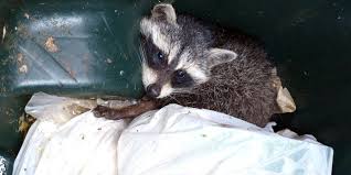 We accept calls 24/7 so there is no excuse to wait. 24 7 Animal Pest Control In St Louis Mo Mo Connect2local