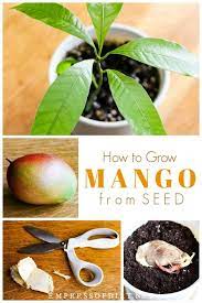 How To Grow Mango From Seed Easy Method Empress Of Dirt Mango Plant Growing Fruit Trees Growing Vegetables