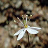 Image result for Hypertelis bowkeriana