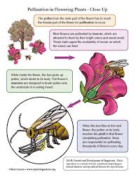 Asexual mode of reproduction the process of fragmentation can partly turn into asexual reproduction if some of the fragments formed sexual reproduction in plants often requires carriers or vectors for the transfer of pollen grains. Plant Reproduction Illustrated Growth And Development Of Organisms Ngss 6 8 Grade