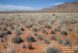 Image result for Stipagrostis