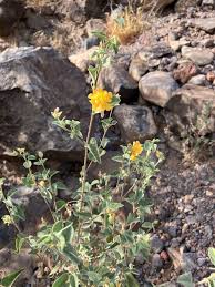 Image result for Sida ovata