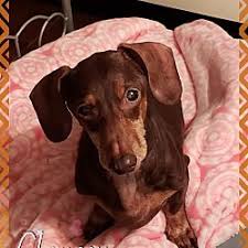 We ahve a mama that just had a litter ready right … Dachshund Puppies Florida Adoption