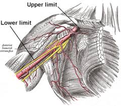Hindi meaning of thoracic thoracic / छाती में; Axillary Artery Meaning In Hindi