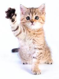 The hd wallpaper picture (wallpaper kucing lucu hd) has been downloaded. Kucing Lucu Wallpaper Enwallpaper