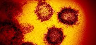 La nueva cepa del coronavirus parece avanzar con fuerza. Nueva Cepa De Covid En Japon Distinta A Las De Reino Unido