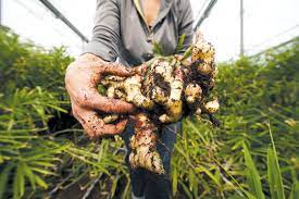 You just need to keep in mind ginger is a perennial (it will keep growing from year to year). Fresh Ginger Baby