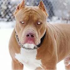 Hayvan Sever Adli Kullanicinin Minnos Hayvanlar Panosundaki Pin Teriyer Buldog Pitbull