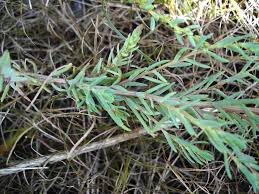 Image result for Suaeda plumosa