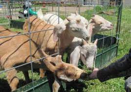 No matter what the event is, everyone is always looking for the attraction, exhibit or experience that will take your party, carnival, etc. How Much Does It Cost To Rent A Petting Zoo
