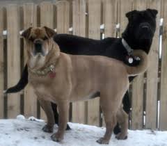 See more ideas about shar pei mix, shar pei, puppies. Shar Pei Mix Home Facebook