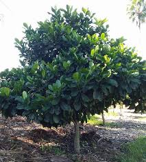Southern magnolias (magnolia grandiflora) are a popular choice for landscapes in warmer climes. Magnolia Grandiflora Teddy Bear Plant Profile Oxley Nursery Brisbane