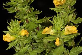 Image result for Alectra sessiliflora