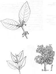 Image result for Eugenia capensis