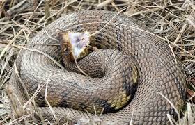 Image result for Conostomium zoutpansbergense