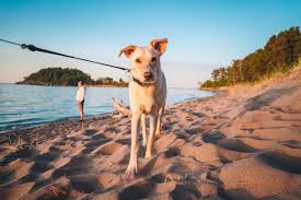 Here's the scoop on our favorite pet friendly hotels, dog friendly activities, and restaurants that allow dogs in michigan. A Guide To Michigan S Pet Friendly Beaches Michigan