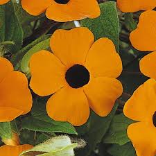 Image result for Thunbergia