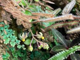 Image result for Solanum sp. A