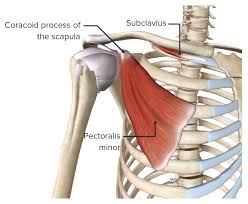Shoulder girdle muscles are the trapezius, serratus anterior, pectoralis major, rhomboids and levator scapulae. Shoulder Complex Concise Medical Knowledge