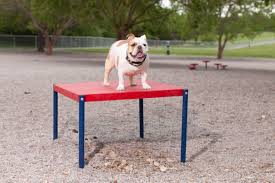 Wait Table 8 16 High Dog Waiting Dog Kennel Kennel Boarding