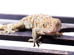 Choose from a variety of pet reptiles for sale including snakes, lizards, turtles and more. Smuggling Astronomically High Value Illegal Lizard Trade Has Taken Deeper Root The Economic Times