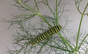 We did not find results for: Caterpillar Quiz How To Tell The Difference Between Monarchs And Eastern Swallowtails Texas Butterfly Ranch