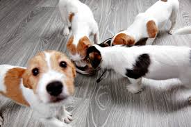Compare good dog food ingredients vs. Puppy Food Comparison Charts Info