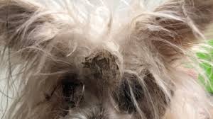 Animal advocates petition for change to honor dog they say died from abuse