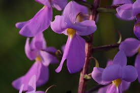 Image result for Brachycorythis pleistophylla