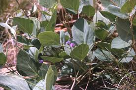 Image result for Neorautanenia mitis