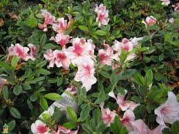 Dwarf Autumn Chiffon Encore Azalea For Sale The Planting Tree Azalea Flower Azaleas Trees To Plant