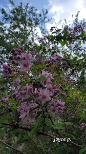 Image result for Deutzia x hybrida ′Mont Rose