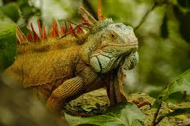 Fruits are a favorite food of iguanas. Why Are Iguanas Invading My Yard Your Ultimate Guide
