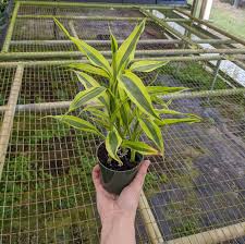 Image result for Dracaena sanderiana
