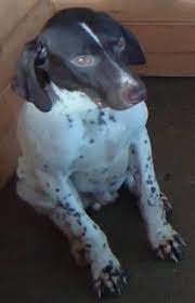 German shorthaired pointer puppies arkansaspet photos gallery. Akc German Shorthaired Pointer Puppies For Sale In Mechanicsburg Ohio Classified Americanlisted Com